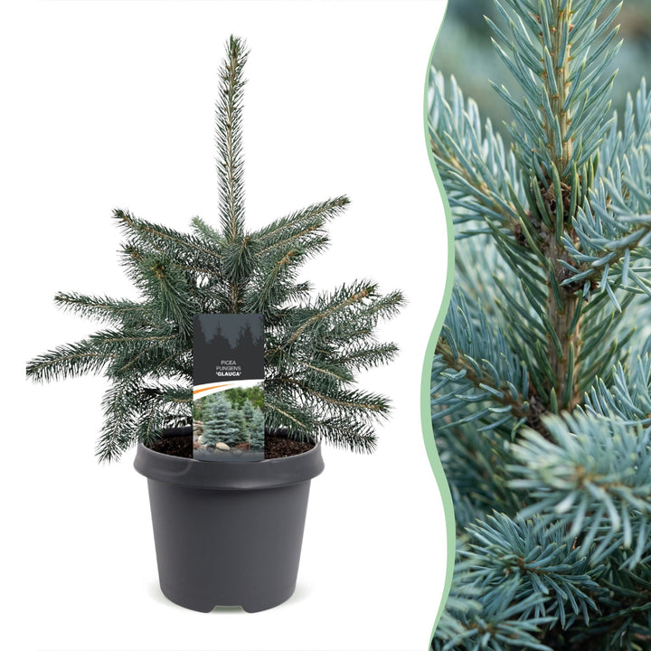 Pack of 2 potted blue spruce Christmas trees, 60cm in 23cm pots