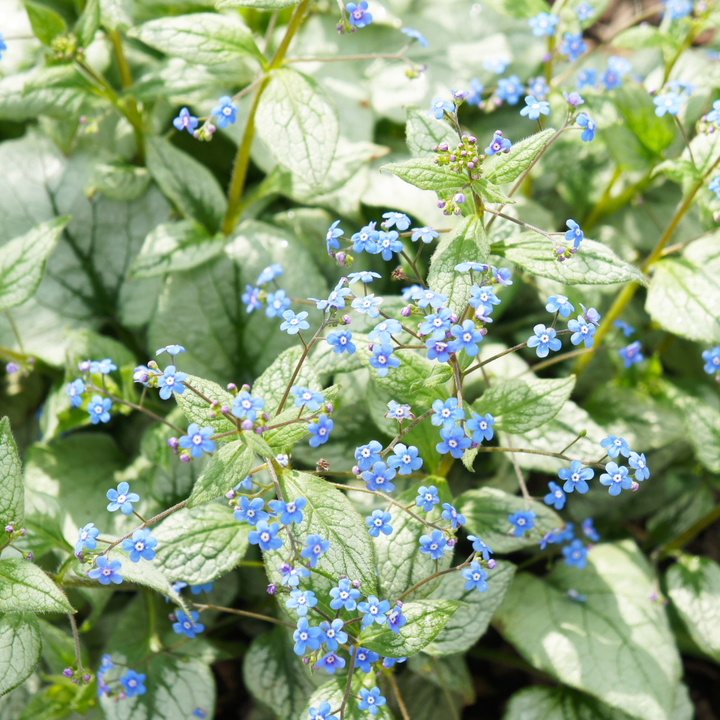 12x Brunnera macr. 'Jack Frost' - ↕10-25cm - Ø9cm