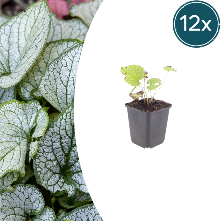 12x Brunnera macr. 'Jack Frost' - ↕10-25cm - Ø9cm