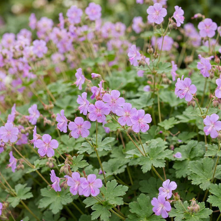 24x Geranium cantabrigiense Cambridge cranesbill in 11cm pots - view 5