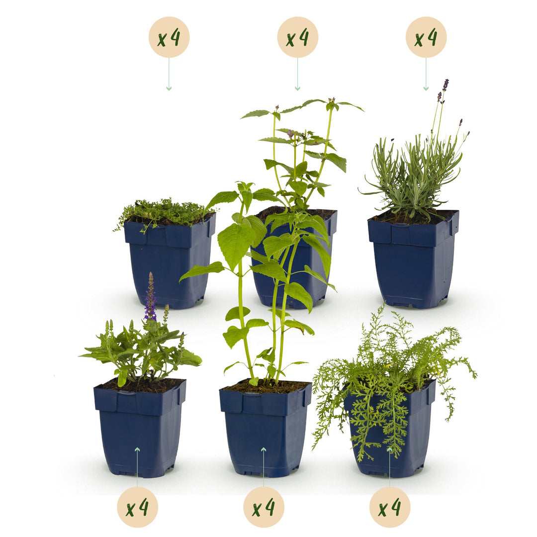 Border pack of 24 mixed scented perennials in 11cm pots - view 2