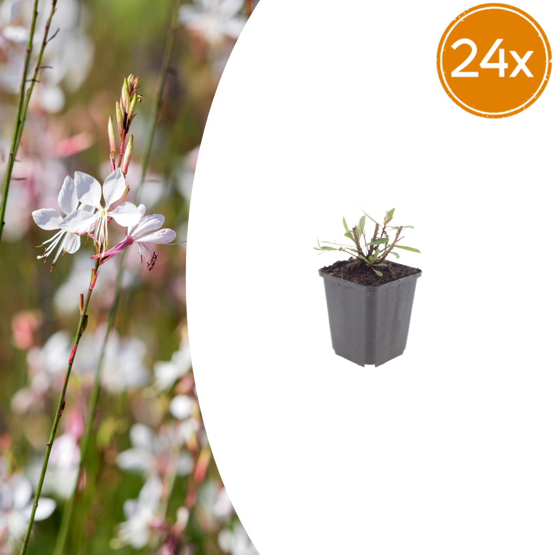 Young gaura plant with narrow green leaves and pink-tinged buds in grey square pot, 10-25cm tall