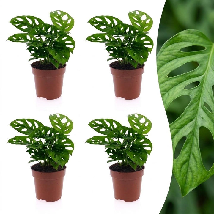 Monkey Mask Monstera with heart-shaped leaves pierced with oval holes, set of 4 plants, about 25cm tall