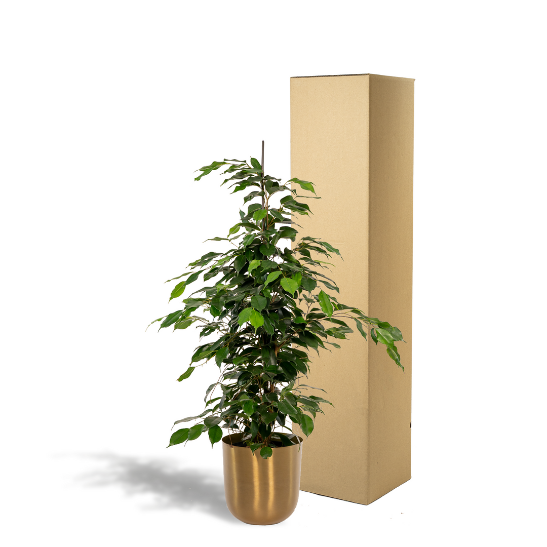 Ficus benjamina Danielle - Ø21cm - ↕95cm + Pot Mayk Gold full-plant overview, dense weeping canopy