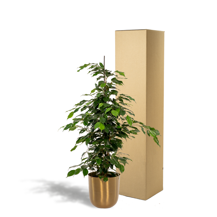 Ficus benjamina Danielle - Ø21cm - ↕95cm + Pot Mayk Gold full-plant overview, dense weeping canopy