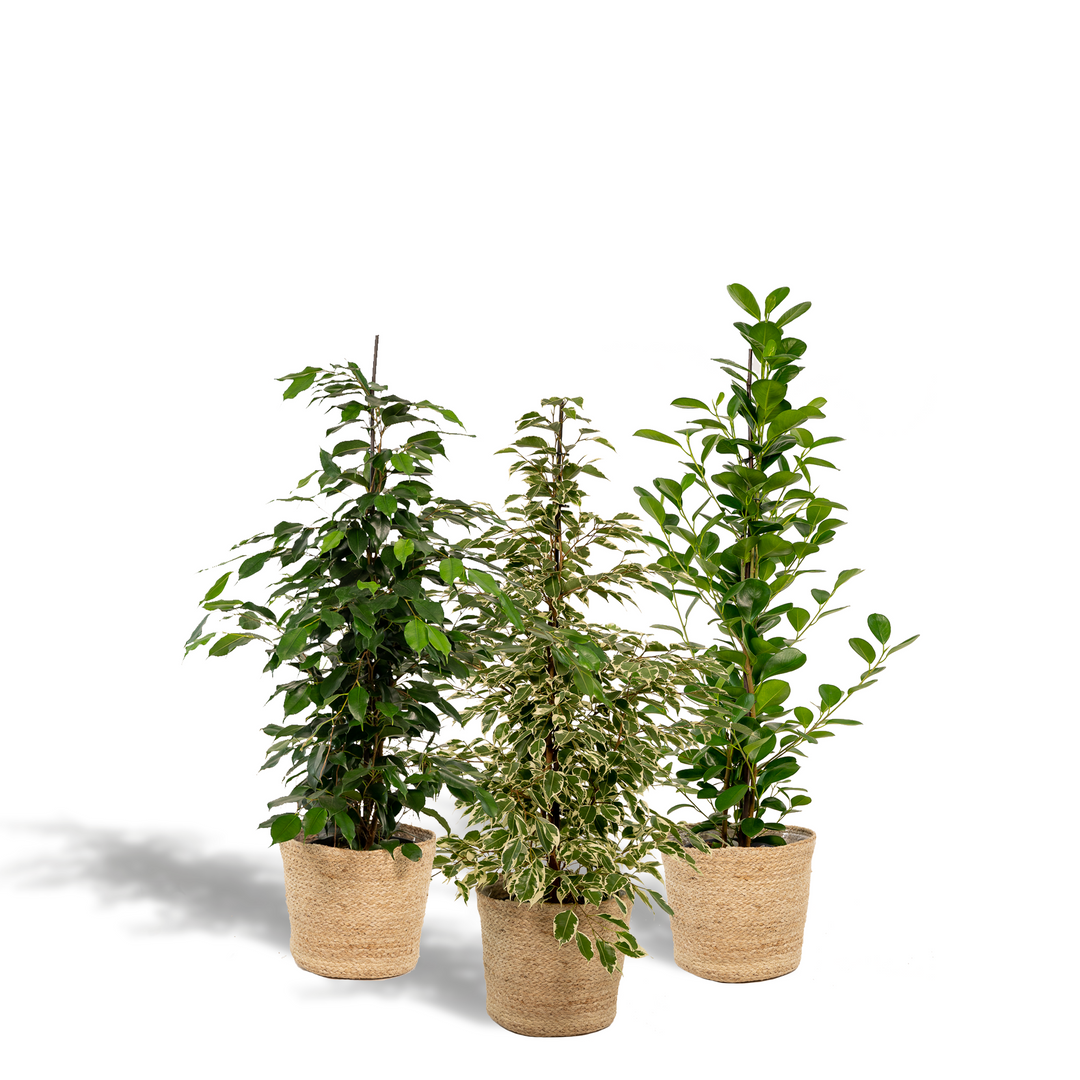 3 Ficus Plant Bundle with Basket - 95cm Air-Purifying Indoor Plants