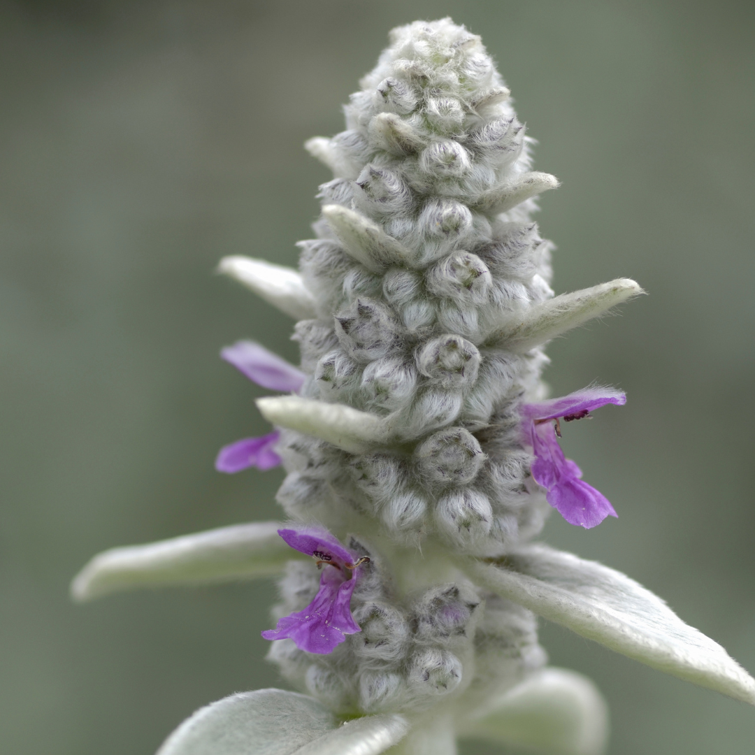 Stachys byzantina with dense white fuzzy leaves and purple-pink flowers on spike, 10-25cm tall in 9cm pot