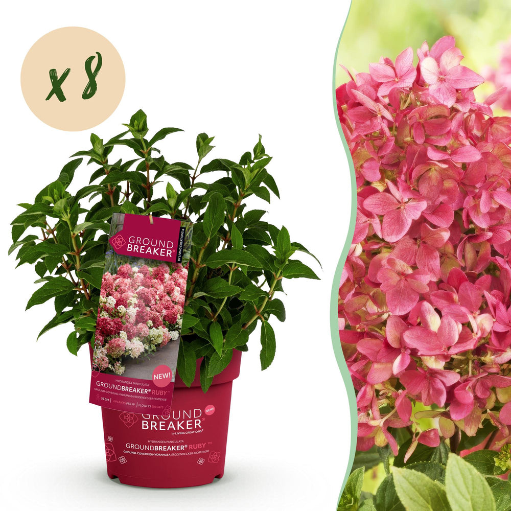8 Hydrangea paniculata Groundbreaker Ruby plants in 14cm pots