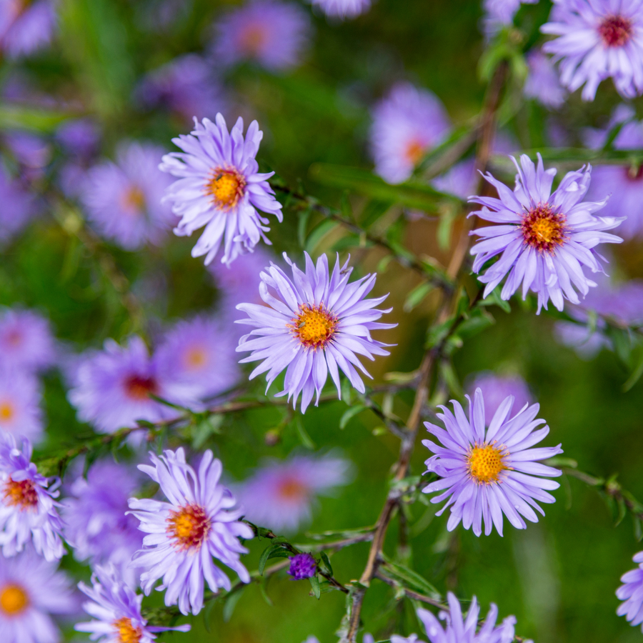 Lavender-blue aster flowers with yellow centres and thin petals on green stems, multiple blooms in focus