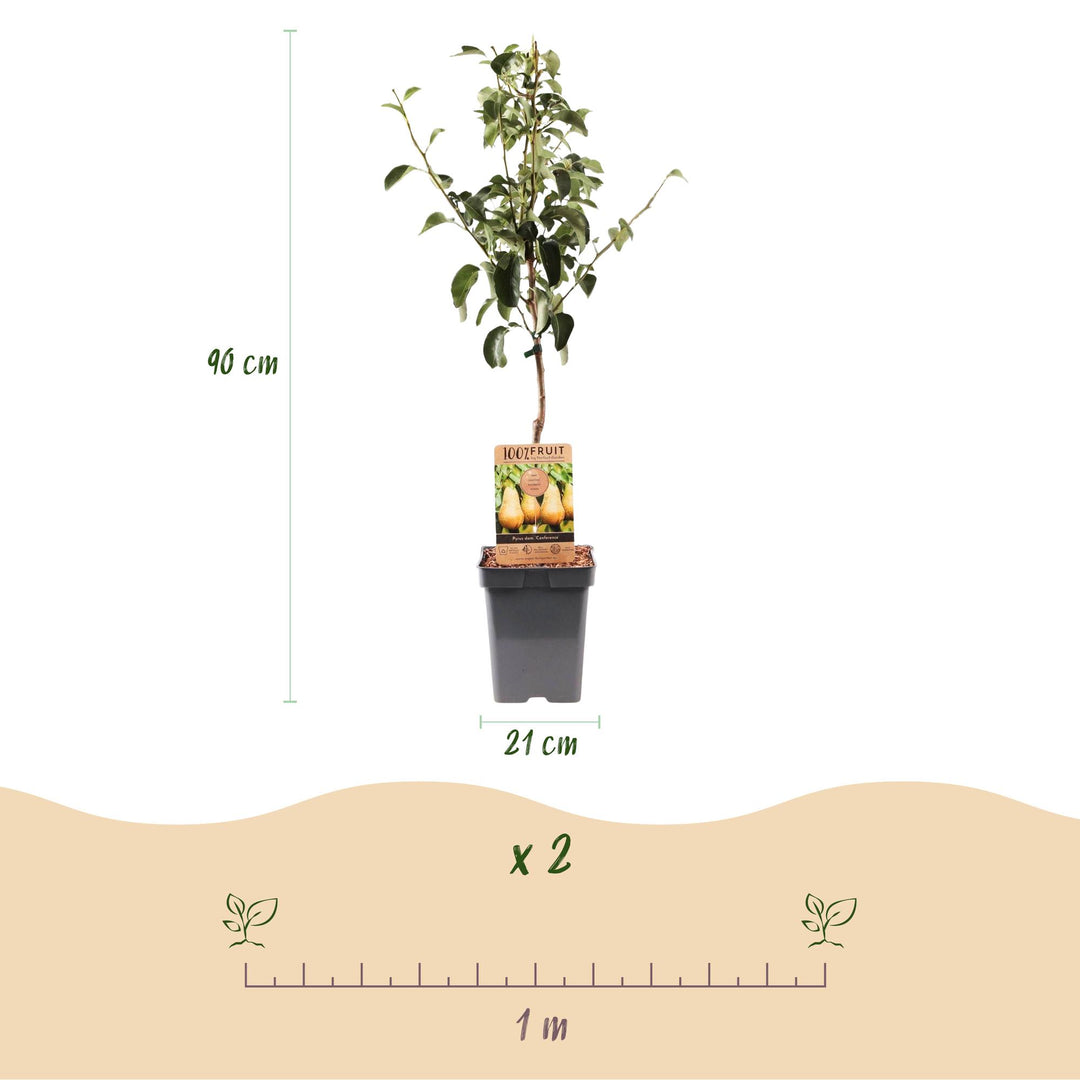 Pyrus communis 'Conference' pear tree, 1 tree about 90cm tall in a 21cm pot - view 3