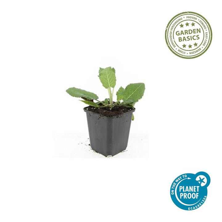 Salvia Nemorosa Mainacht - 60 Plants Blue Perennial Garden Flowers