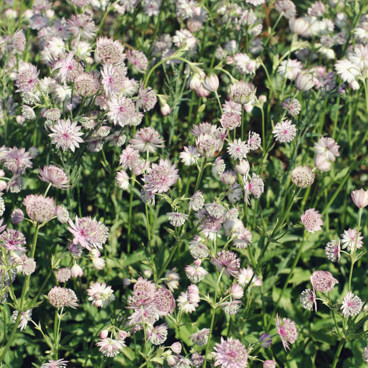 Astrantia major plants displaying pale pink and white daisy-like flowers with green stems and foliage, multiple blooms at…