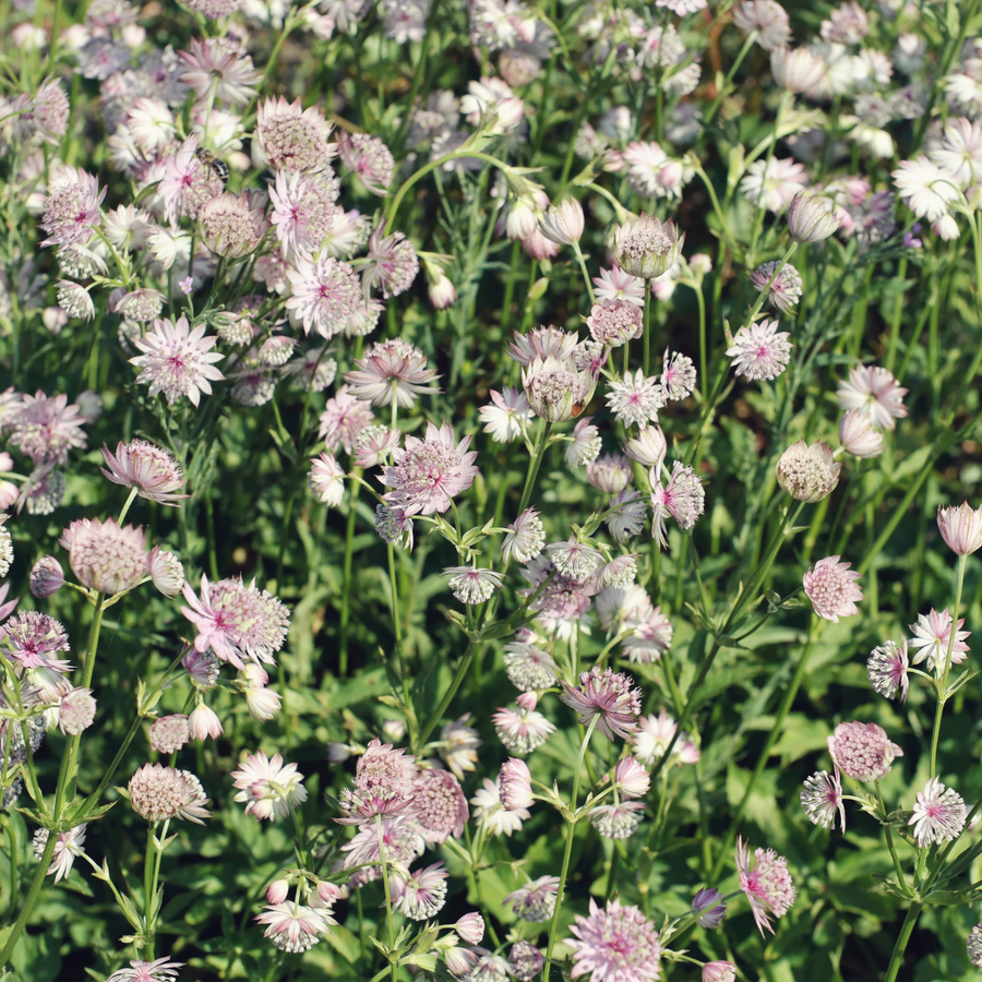 Astrantia major plants displaying pale pink and white daisy-like flowers with green stems and foliage, multiple blooms at…