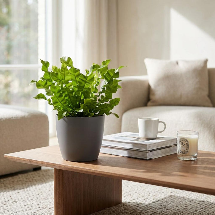 Crispy Wave Fern (Asplenium 'Crispy Wave') - 4 Plants with Grey Ceramic Pot - 12cm Pot - 30cm Tall