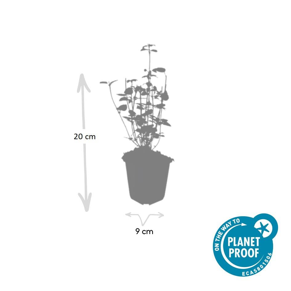 24x Agastache 'Black Adder' - ↕10-25cm - Ø9cm full-plant overview, healthy foliage and strong roots