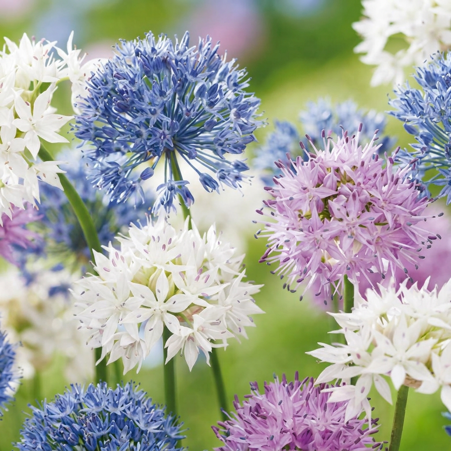 Allium Buzzing Beauties in flower, mixed allium globes in purple, white and pink, 120-bulb pack for Irish gardens