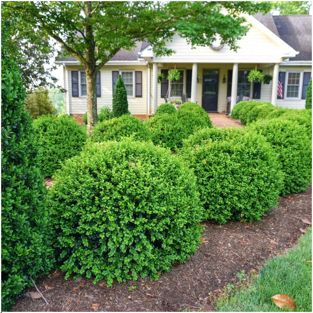 Buxus NewGen Freedom boxwood plants in 7cm pots - view 4