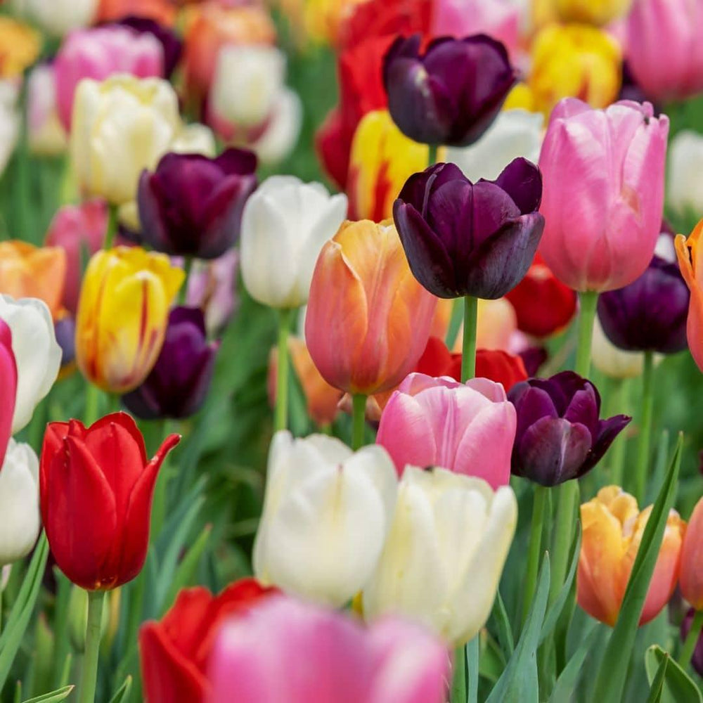 Medium Tulip Mix - 50 colorful bulbs in a sustainable value pack by Everspring