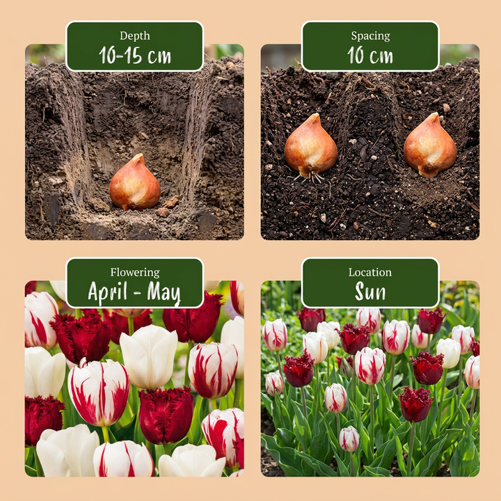 120x Tulipa Dutch Design Bulbs - Pink and White - Spring Flowering - Size 11/12