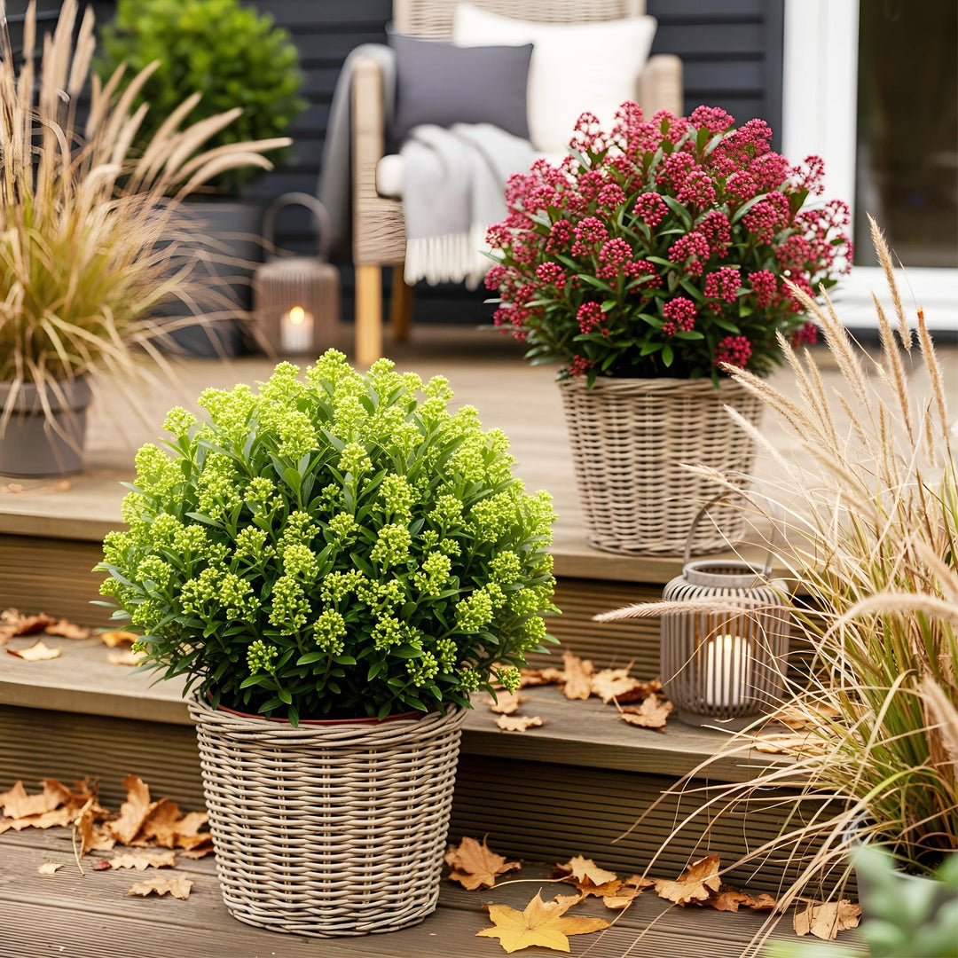 Duo of 2 Skimmia japonica 'Rubella' and 'Finchy' plants in 19cm pots, 60cm tall - view 5
