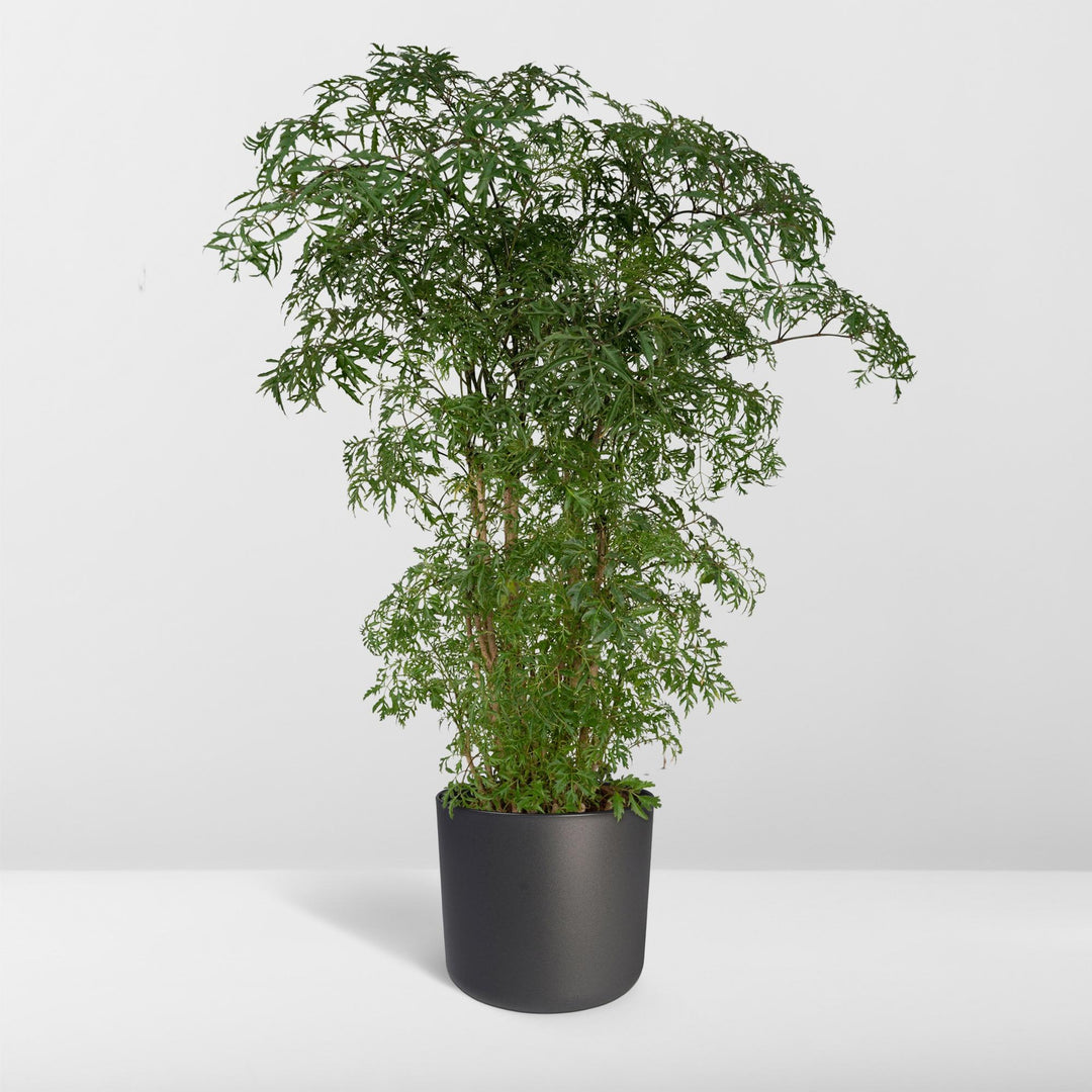 Polyscias Fruticosa (Aralia) - Ø21cm - ↕75cm full-plant overview, healthy foliage and strong roots