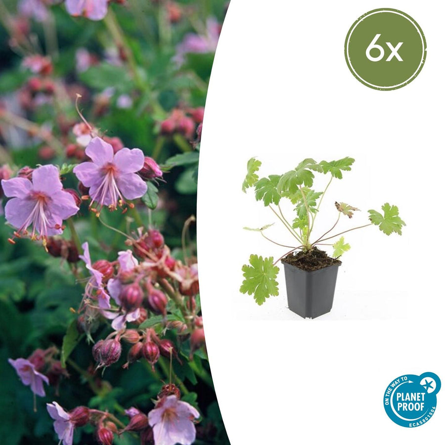 Hardy geranium with lilac-pink flowers and unopened buds, deeply lobed green foliage, in grey pot, 10-25cm tall