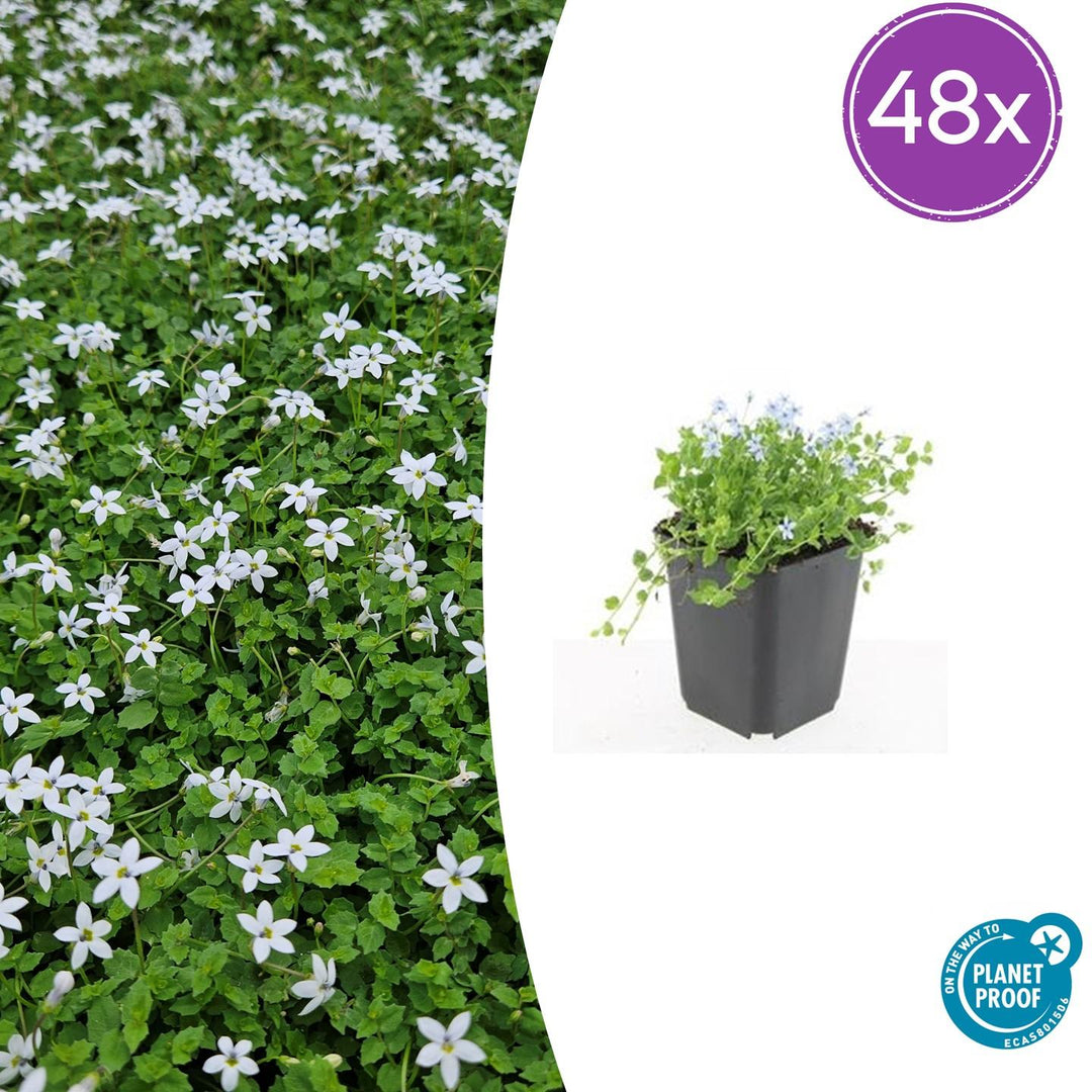 48x Isotoma fluviatilis 'Alba' White Star Creeper - 9cm Pots