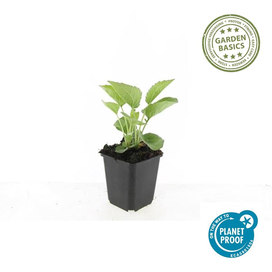 6x Echinacea p. 'Magnus' - ↕10-25cm - Ø9cm styled in an Irish home interior