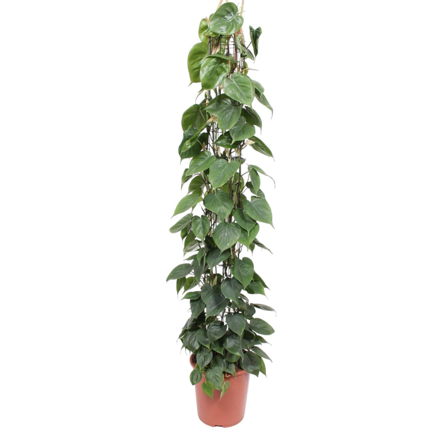 Philodendron Green Wonder - Heart-Shaped Leaves Houseplant 160cm