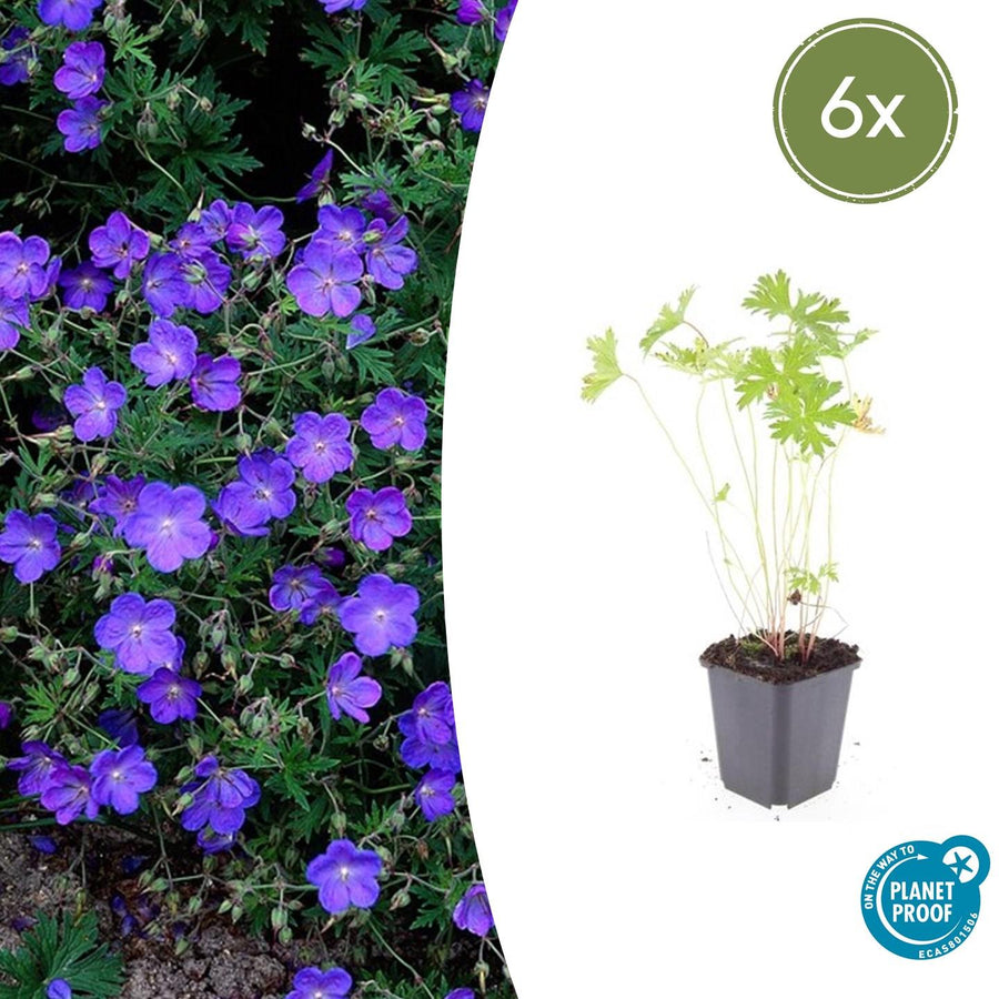 Geranium 'Johnson's Blue' with purple-blue flowers and deeply divided green foliage in grey pot, 10-25cm tall