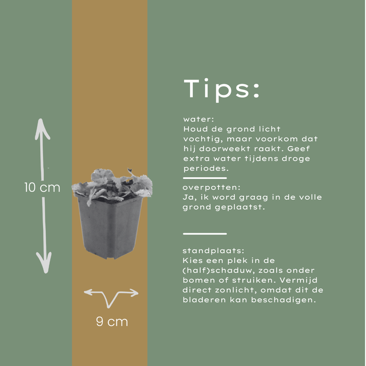 60x Tiarella cordifolia - ↕10-25cm - Ø9cm