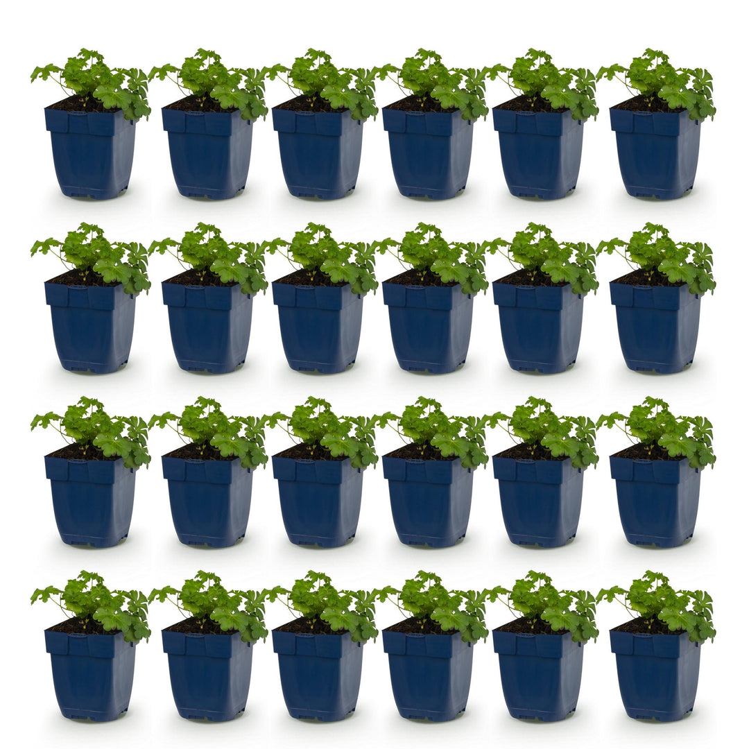 24x Geranium cantabrigiense Cambridge cranesbill in 11cm pots - view 2