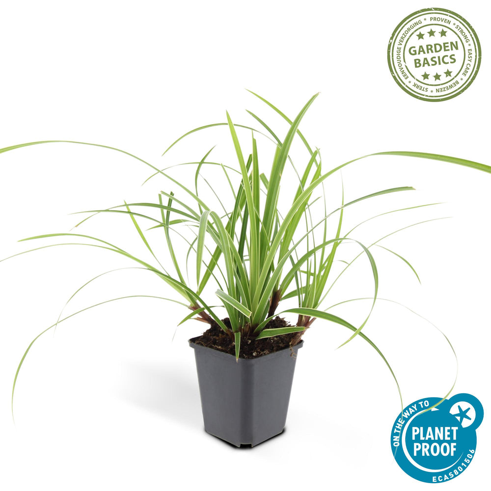 Healthy foliage and strong roots close-up of 6x Carex morrowii 'Ice Dance' - ↕10-25cm - Ø9cm