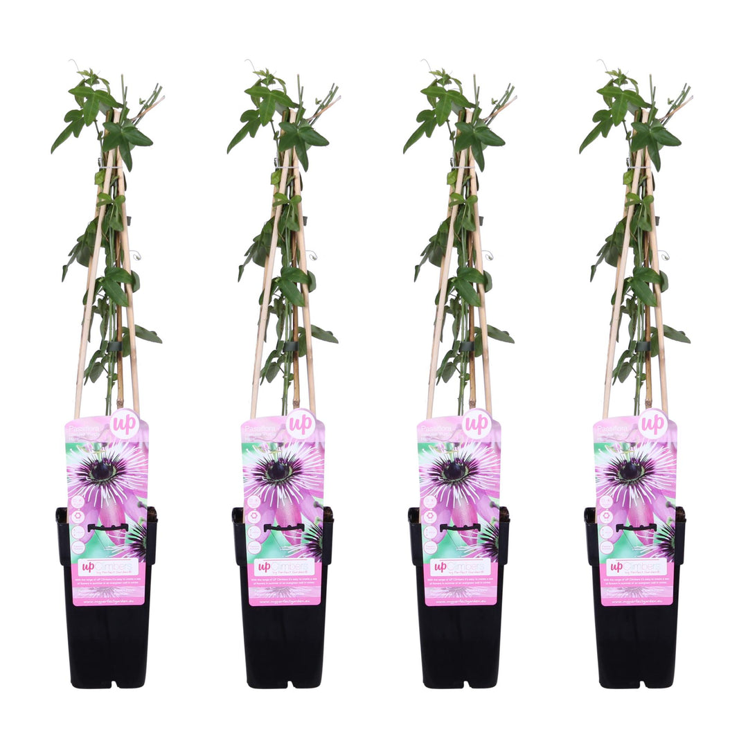 Four potted plants with decorative pink labels on a white background