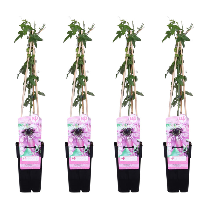 Four potted plants with decorative pink labels on a white background