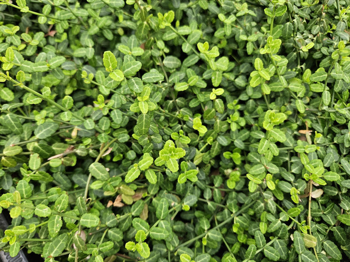 40x Euonymus fortunei 'Minimus' Dense Green Ground Cover 9cm