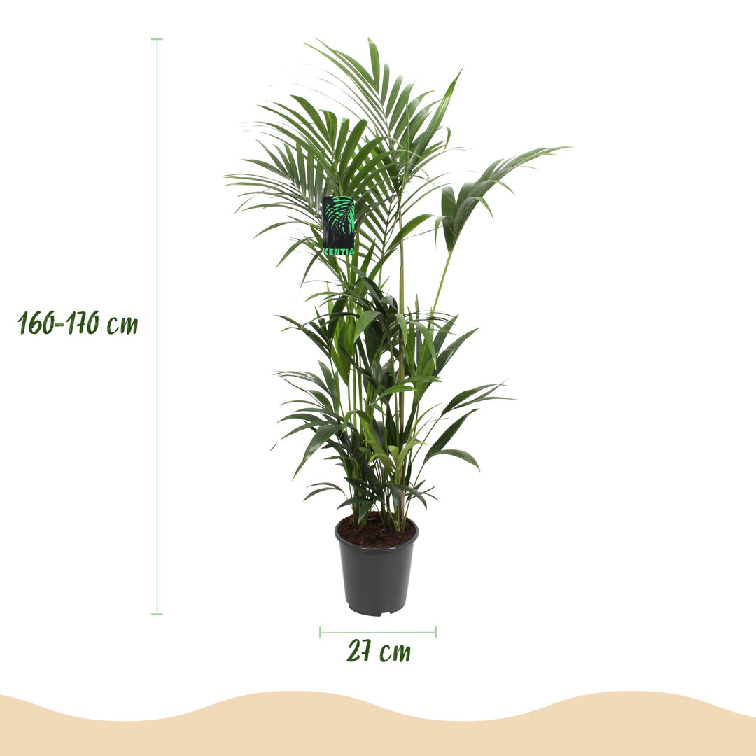 Kentia Palm (Howea forsteriana) - view 3