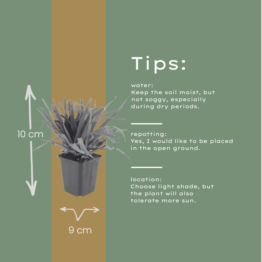 48x Luzula sylvatica - ↕10-25cm - Ø9cm
