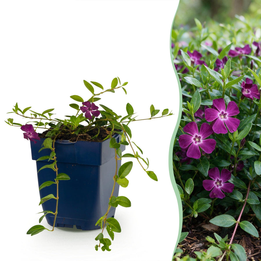 Pack of 24 Vinca minor 'Atropurpurea' lesser periwinkle plants in 11cm pots