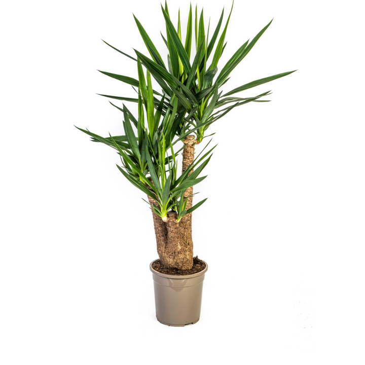 Yucca Elephantipes Branched 80-100cm - Spineless Indoor Plant 24cm