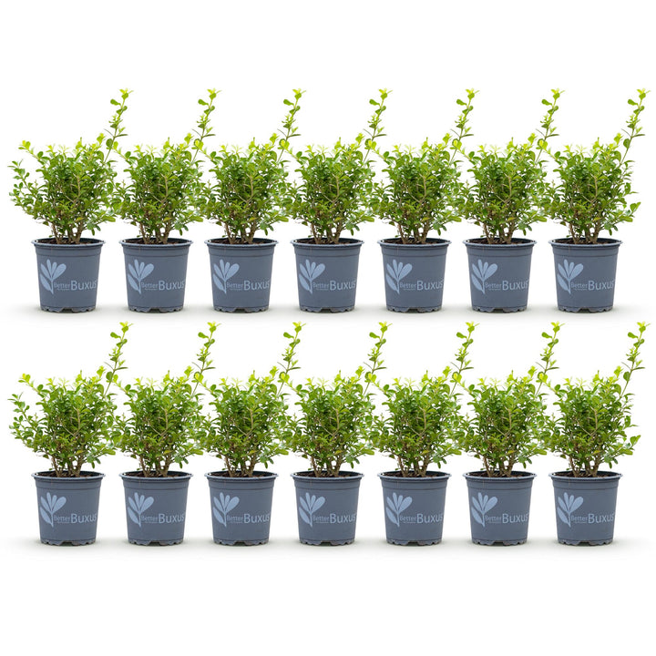 14 BetterBuxus Babylon Beauty box hedging plants in 10.5cm pots - view 2