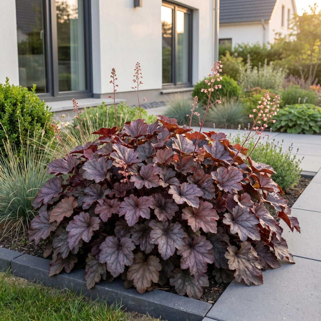 24x Heuchera micrantha Palace Purple coral bells in 11cm pots - view 6