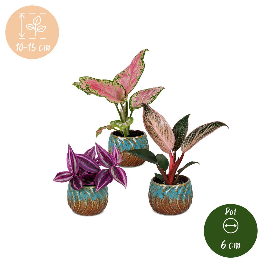 3x Baby Paradise Mix houseplants in 6cm pots, image 5