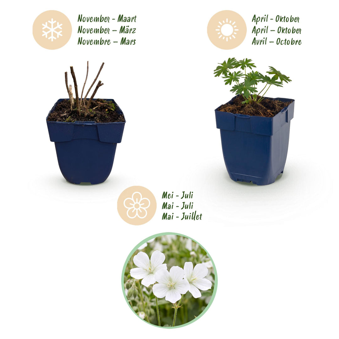 24 Geranium sanguineum 'Album' white cranesbill plants in 11cm pots - view 4