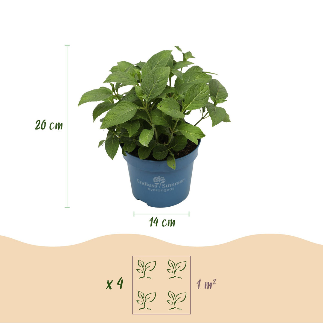 48 Hydrangea macrophylla Endless Summer Original Pink plants in 14cm pots - view 4