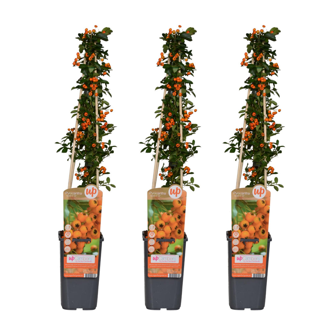 Three Pyracantha 'Soleil d'Or' plants with orange flowers and berries on green stems in black plastic pots, 65cm tall