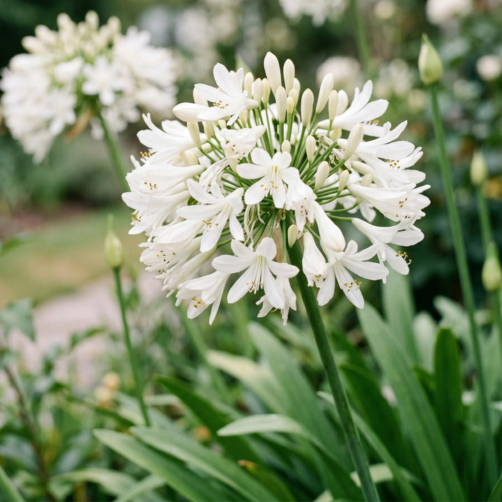 24x Agapanthus africanus 'Albus' African Lily - White - 11cm Pot - 15-25cm