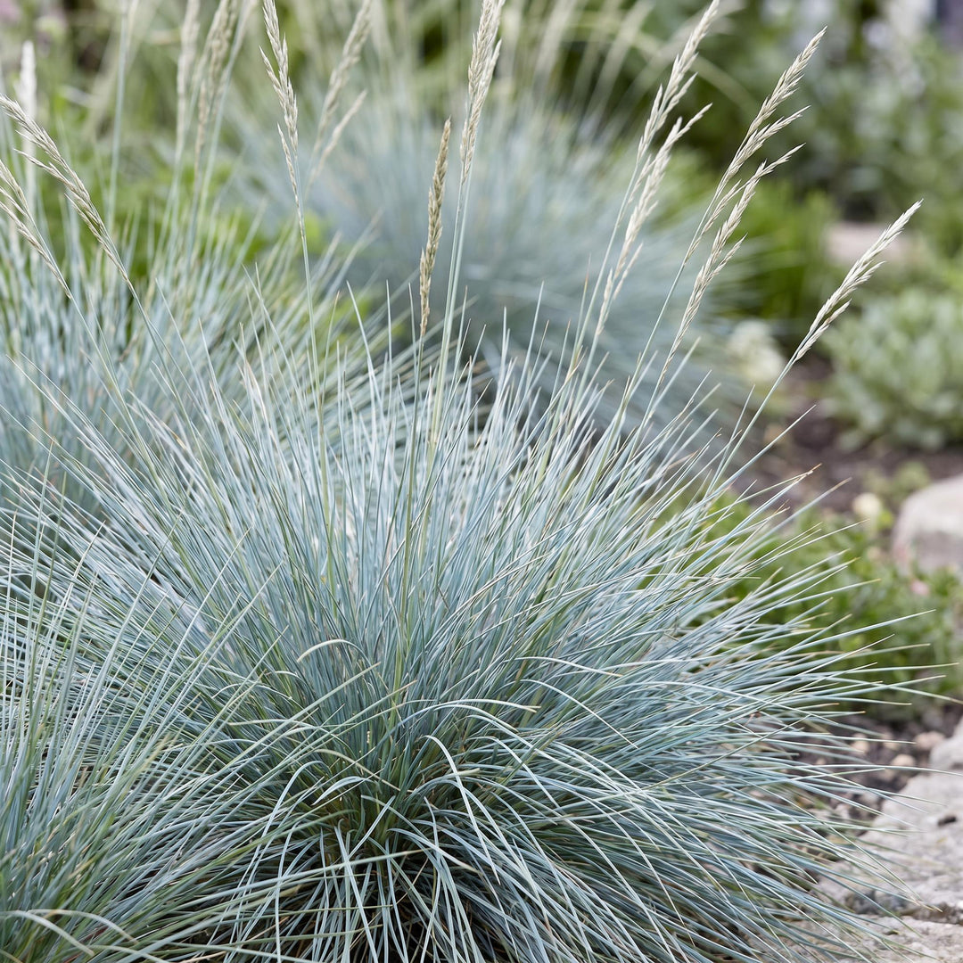 24x Festuca glauca blue fescue grass in 11cm pots - view 5