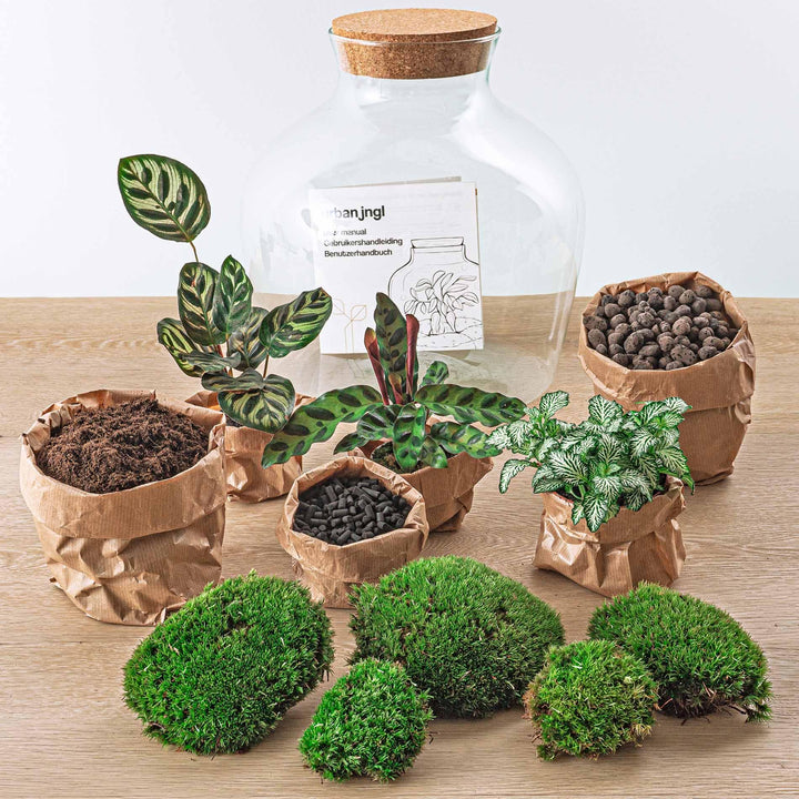 Glass Terrarium DIY Kit 30cm - Complete Set with Tools & Plants