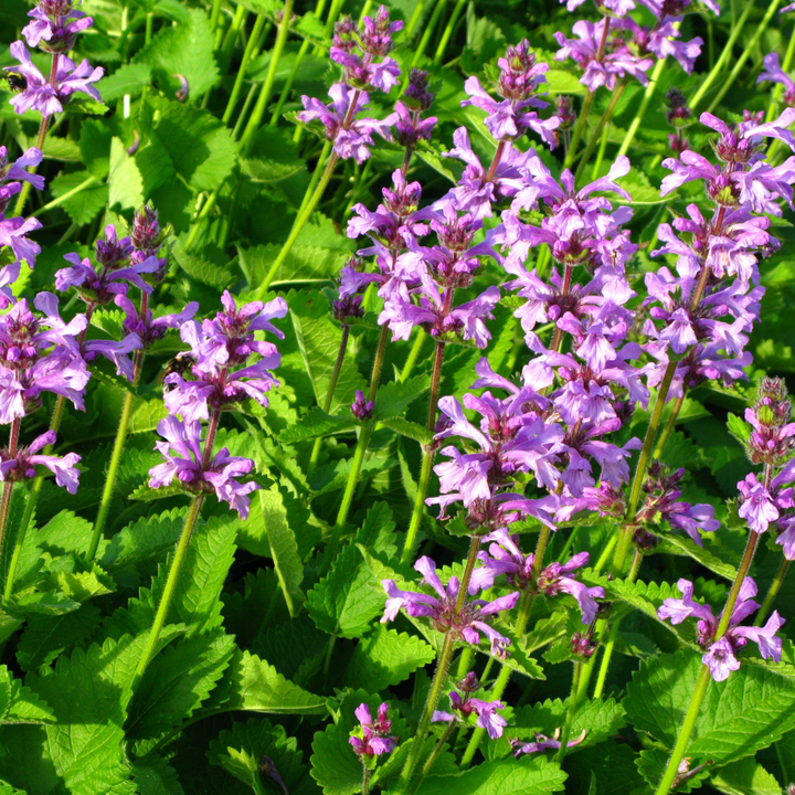 6x Stachys mon. 'Hummelo' - ↕10-25cm - Ø9cm styled in an Irish home interior